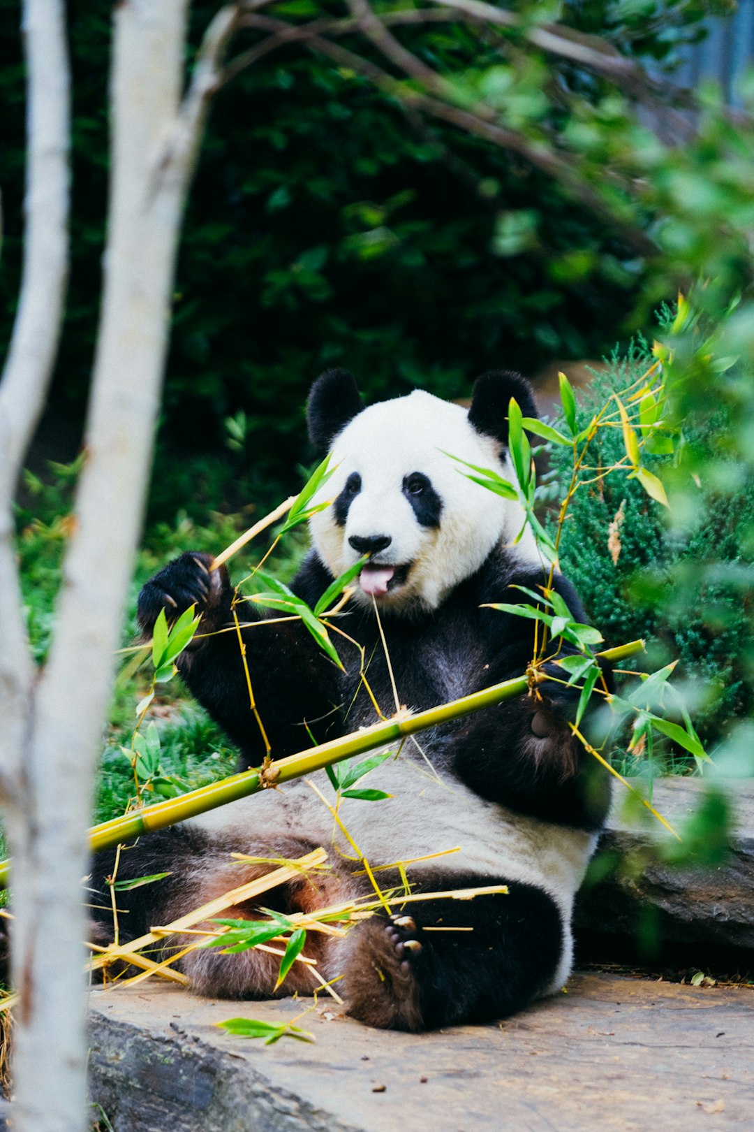 The Bamboo Forest Hermit (image credits: unsplash)