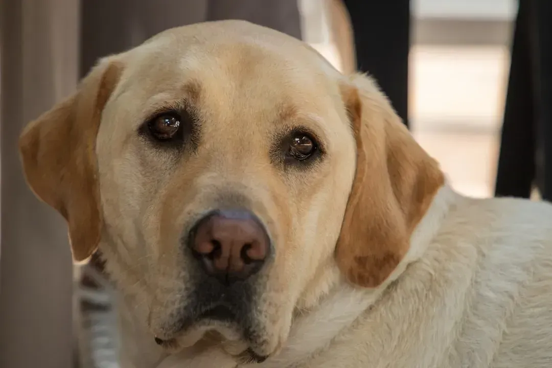 3. Labrador Retriever (Image Credits: Unsplash)