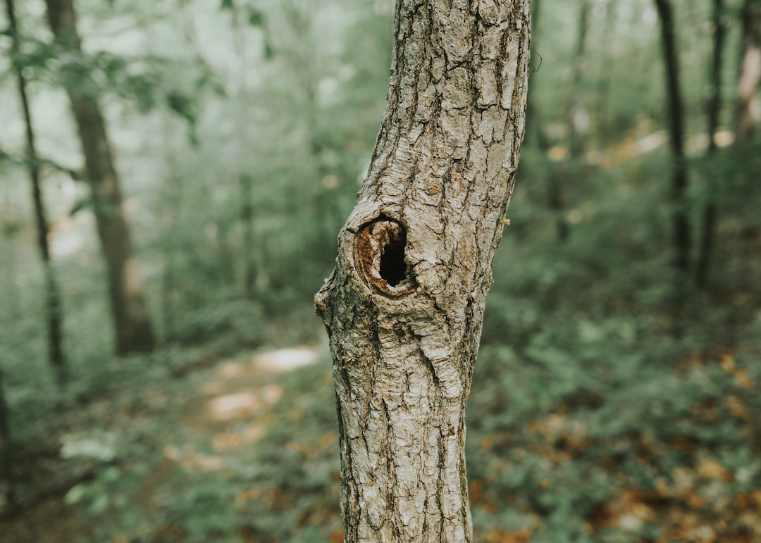 Biophobia: Disconnection From Nature Creates Fear (Image Credits: Unsplash)