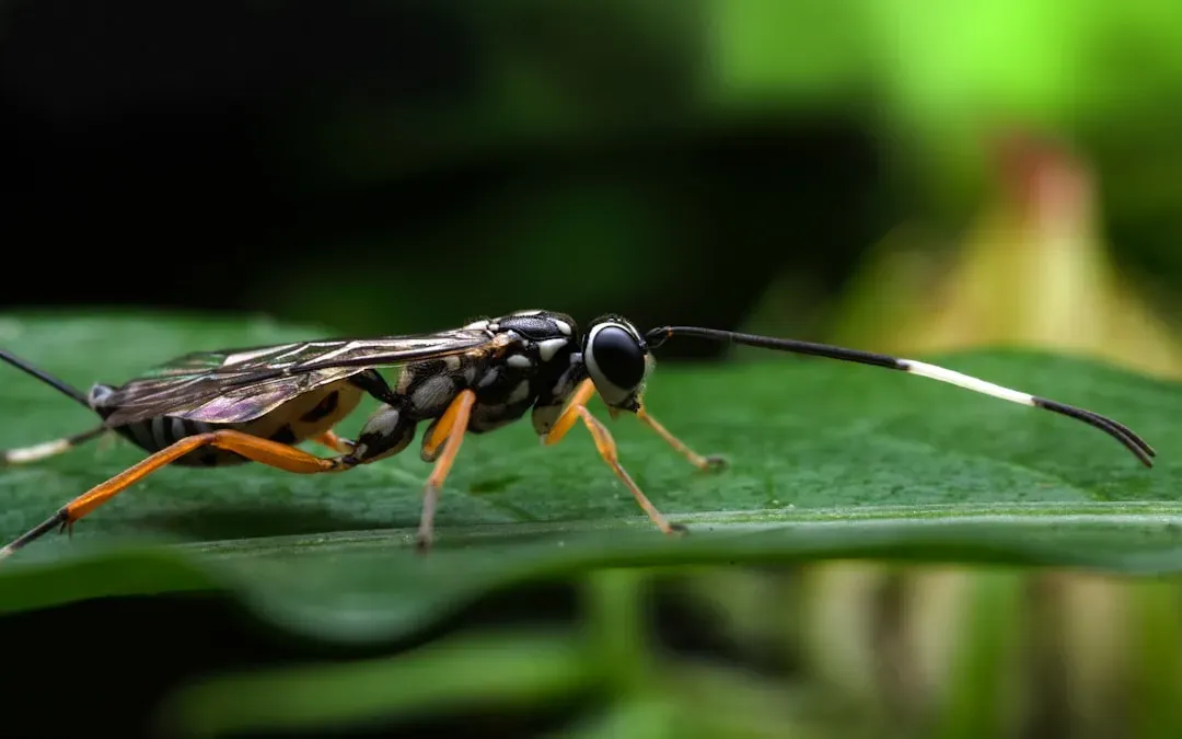 9. The Parasitic Wasp (Image Credits: Unsplash)