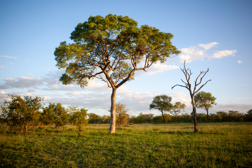 Building Comfort with Solitude in Natural Settings (image credits: stocksnap)