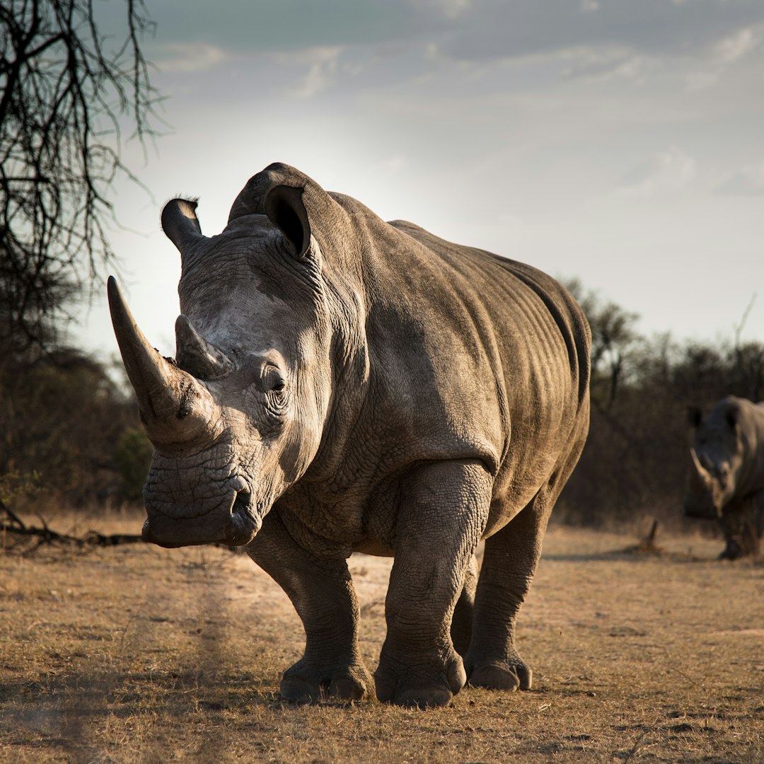 Animals More Afraid Of People (image credits: unsplash)