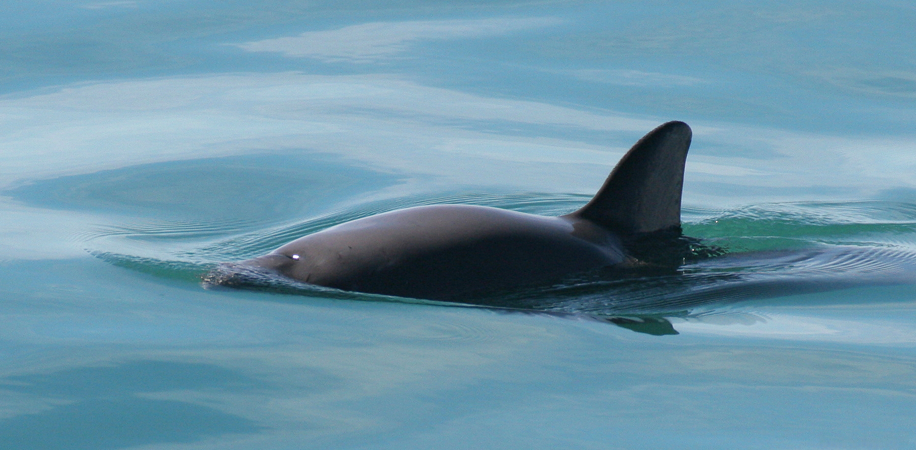 Vaquita Porpoises - The World's Smallest Marine Disaster (image credits: wikimedia)