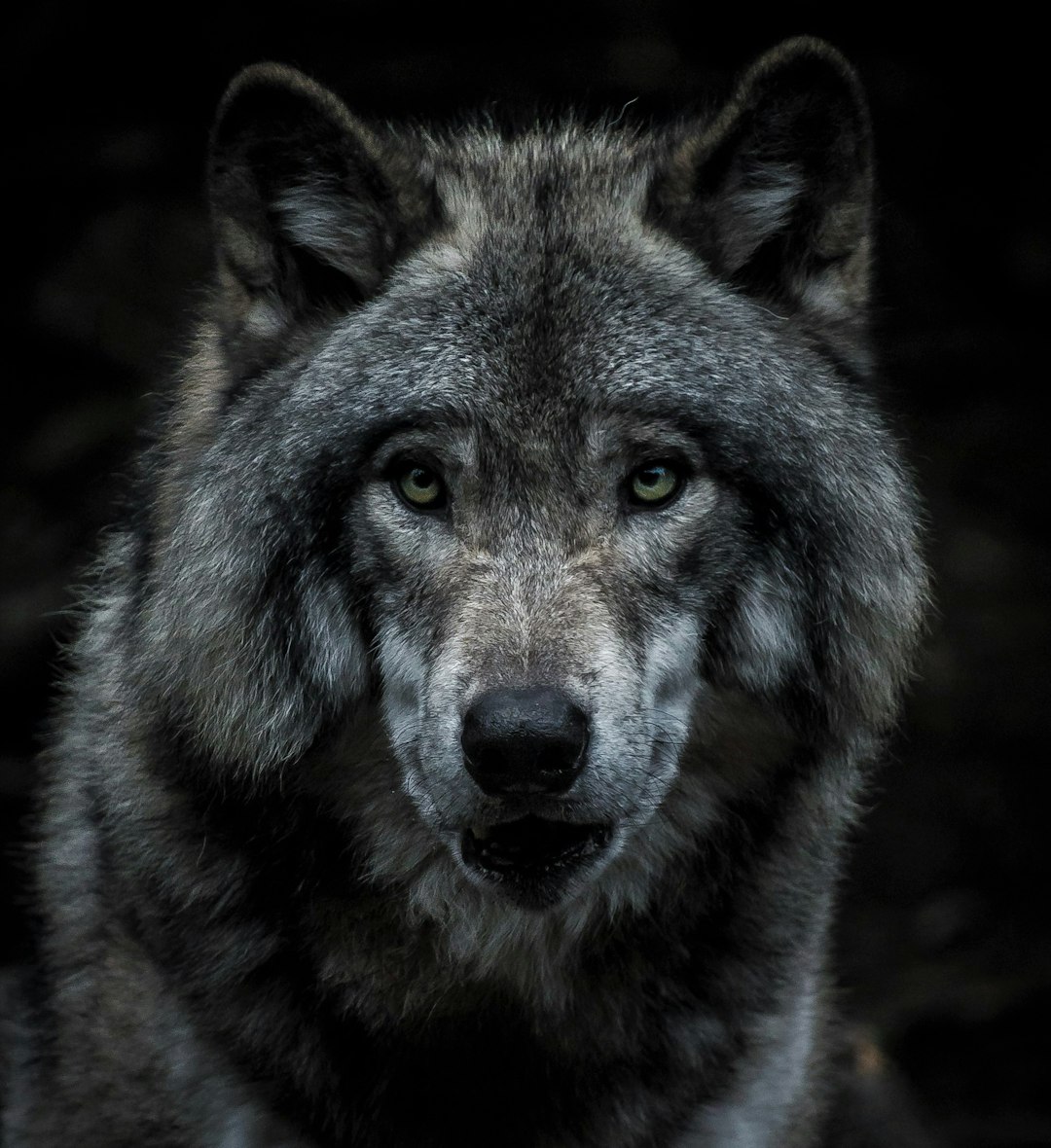 Wolves Respect Human Dominance (image credits: unsplash)
