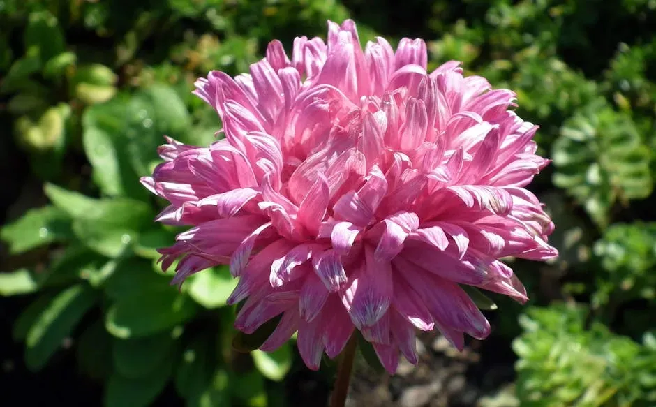 7. Aster (Symphyotrichum spp.) (Image Credits: Pexels)