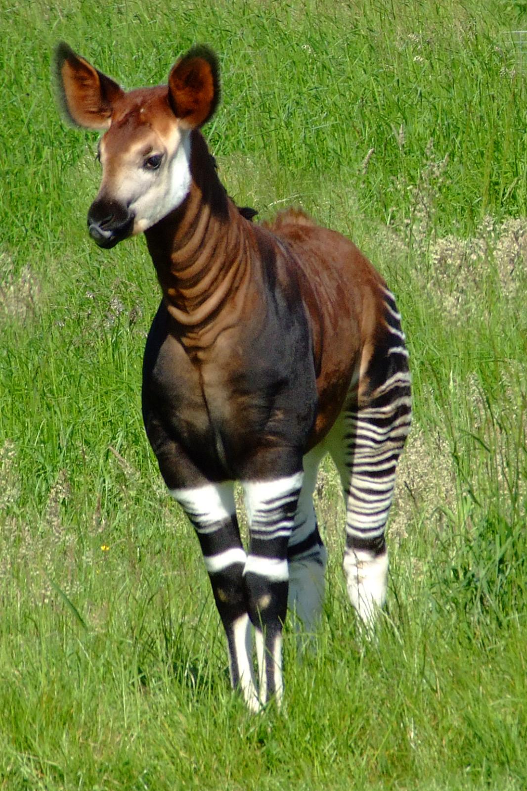 Forest Ghosts with Zebra Stripes (image credits: wikimedia)