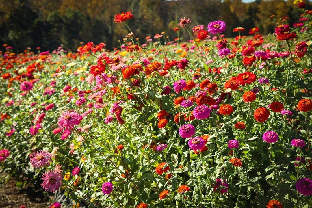 4. Zinnia (Zinnia elegans) (Image Credits: Unsplash)