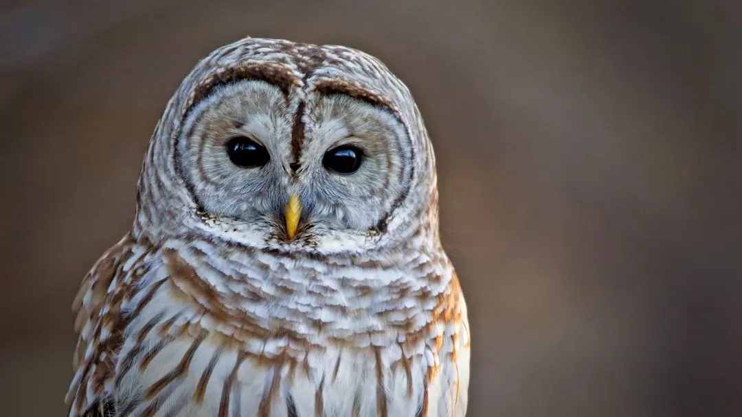 6. The Barred Owl (Image Credits: Unsplash)