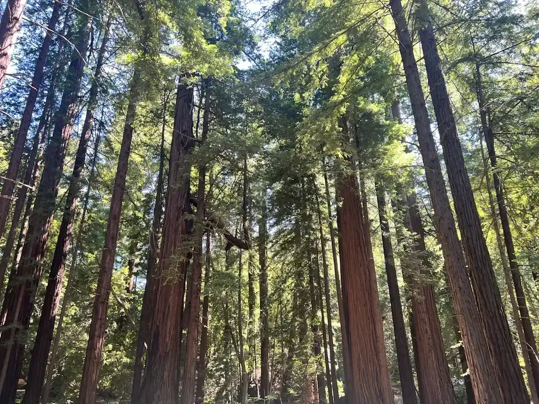 Old-Growth Redwood: California's Secret Building Advantage (Image Credits: Unsplash)