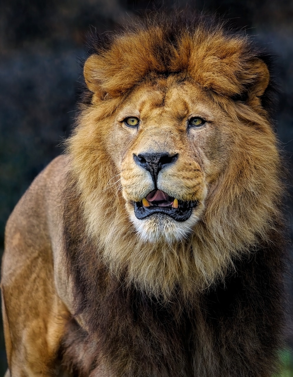 Lions - The Vulnerable Pride of Africa (image credits: pixabay)