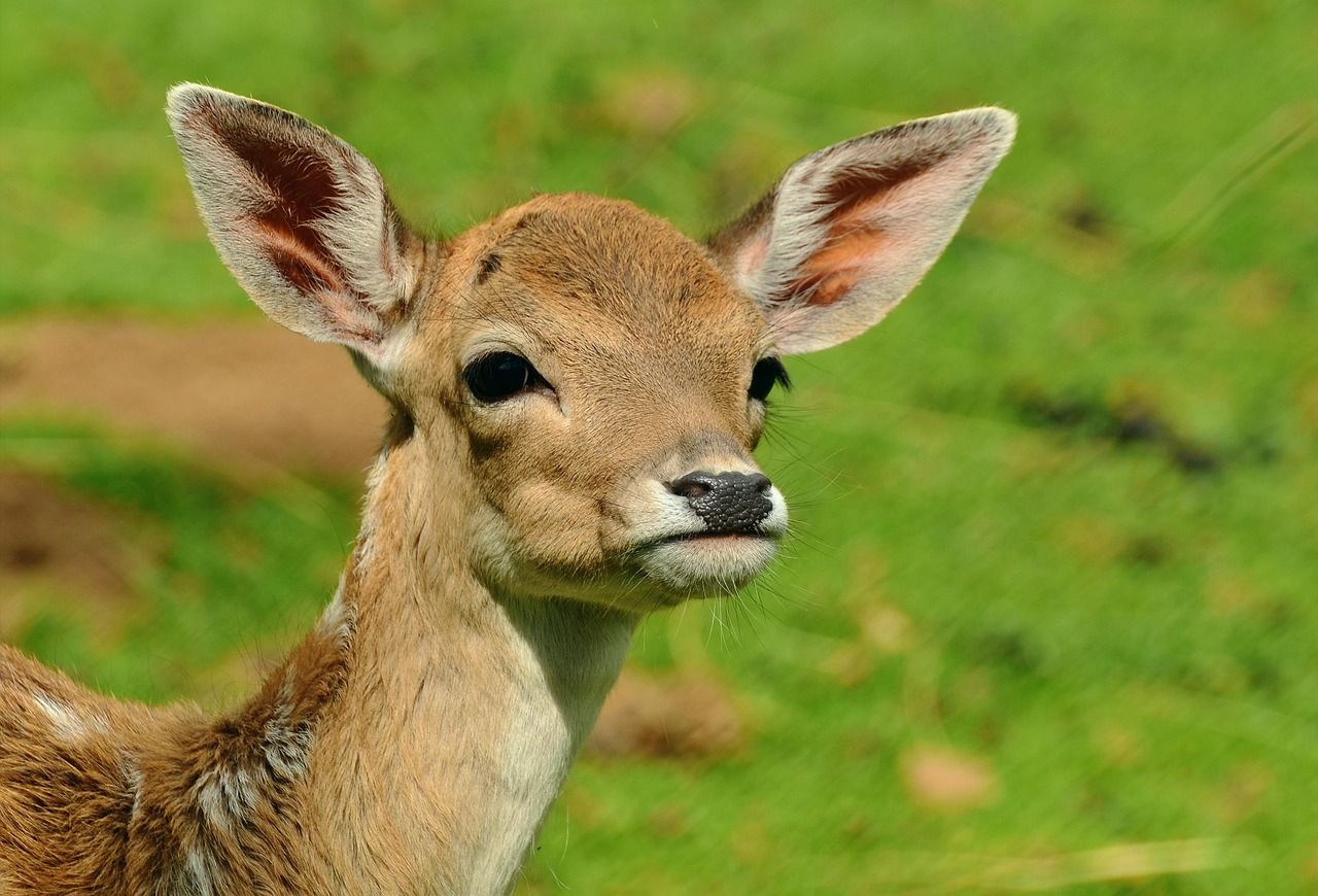 Deer - The Surprisingly Deadly Gentle Giants (Image Credits: MISSING SOURCE)