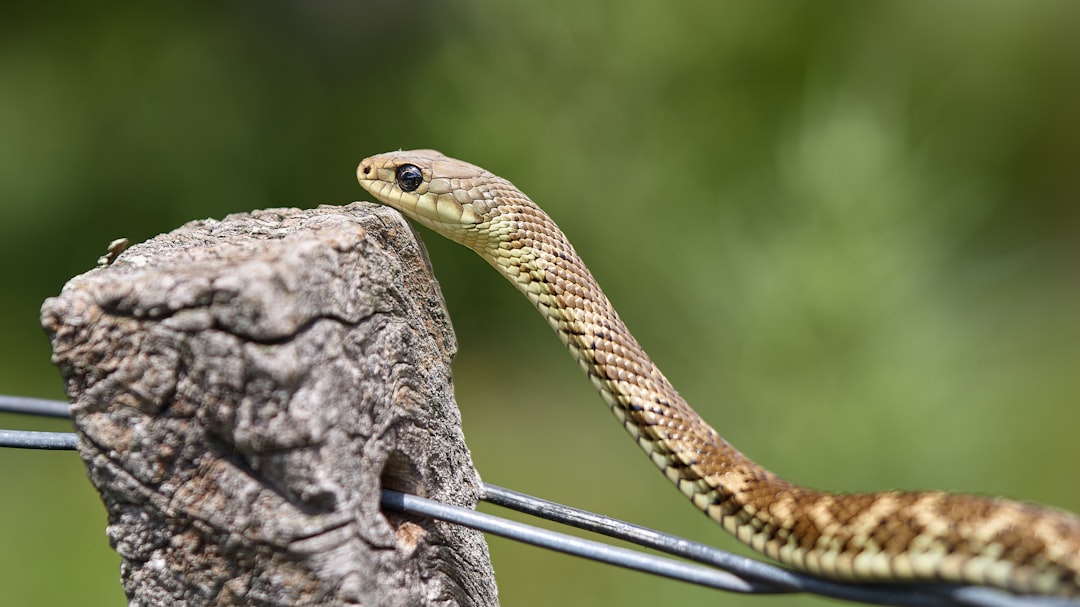 Why Snake Fear Develops So Quickly (image credits: unsplash)