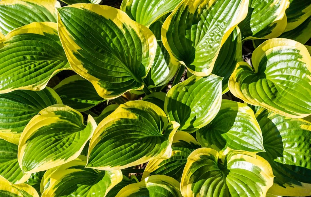 8. Hosta (Image Credits: Unsplash)
