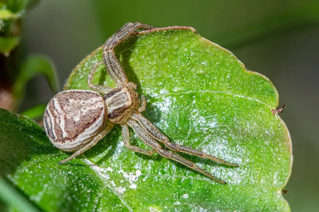 5. The Common Spider (Image Credits: Pixabay)
