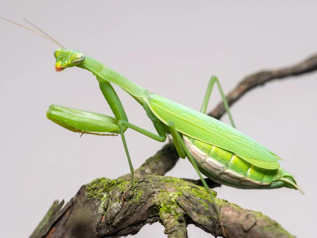 2. The Praying Mantis (Image Credits: Unsplash)