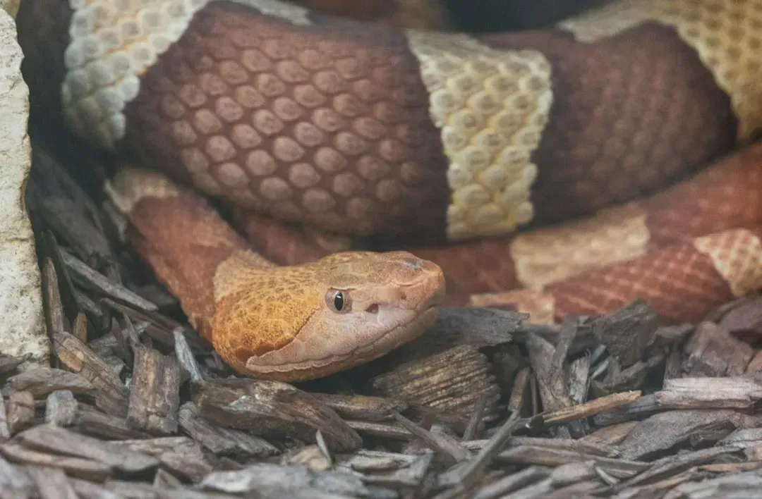 The Copperhead - The Snake That Bites More Americans Than Any Other (Image Credits: Unsplash)