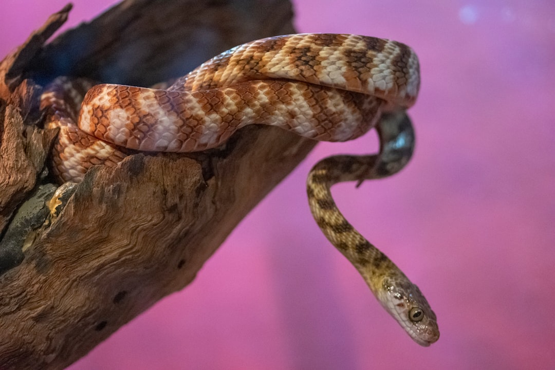 The Ancient Evolutionary Arms Race That Shaped Our Brains (image credits: unsplash)
