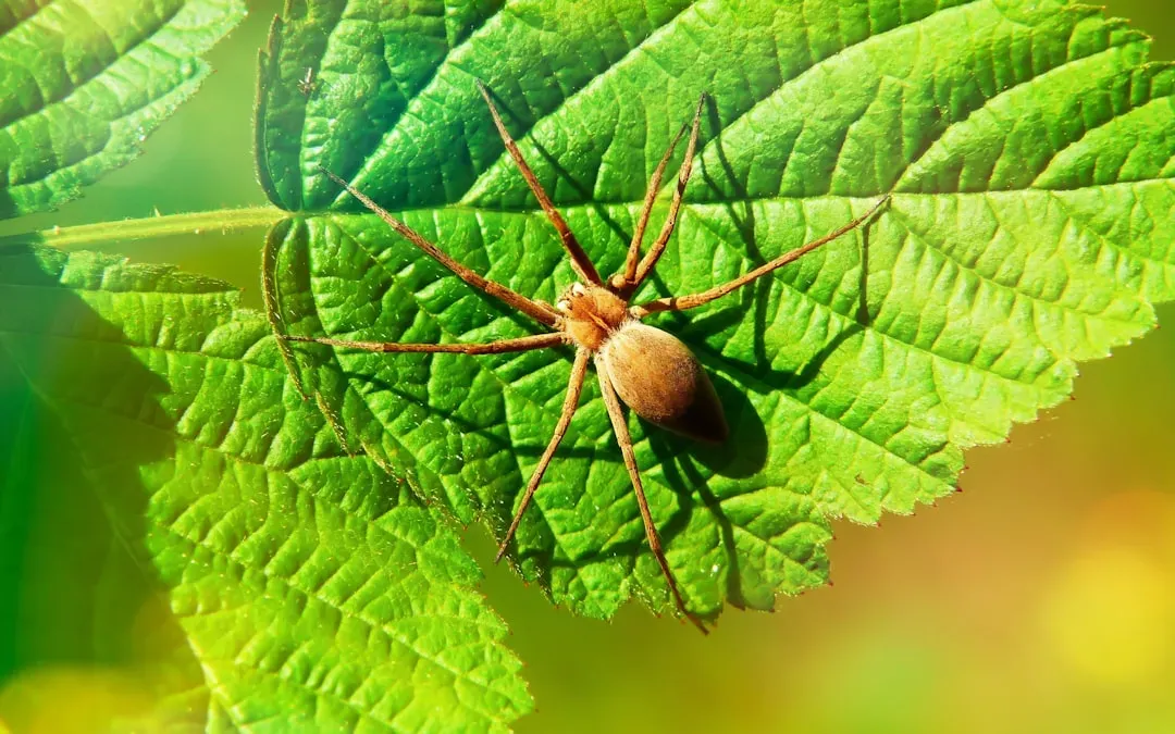 2. The Brown Recluse Spider - Living in Your Closet (Image Credits: Unsplash)