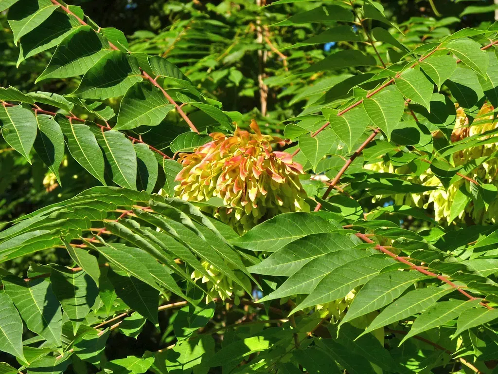 5. Tree of Heaven (Ailanthus altissima) (NatureServe, Flickr, CC BY 2.0)