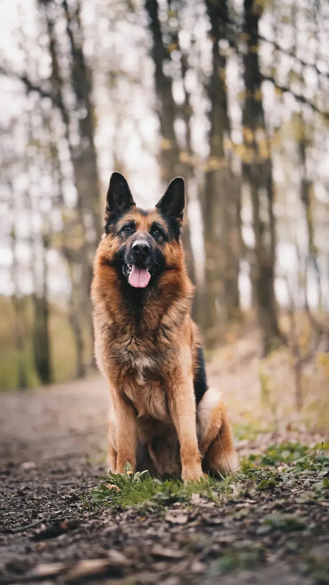 4. German Shepherd (Image Credits: Unsplash)