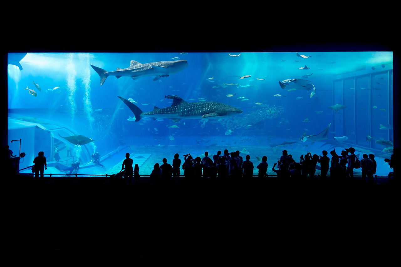 Shark Attacks: The Ocean's Overhyped Threat (image credits: pixabay)