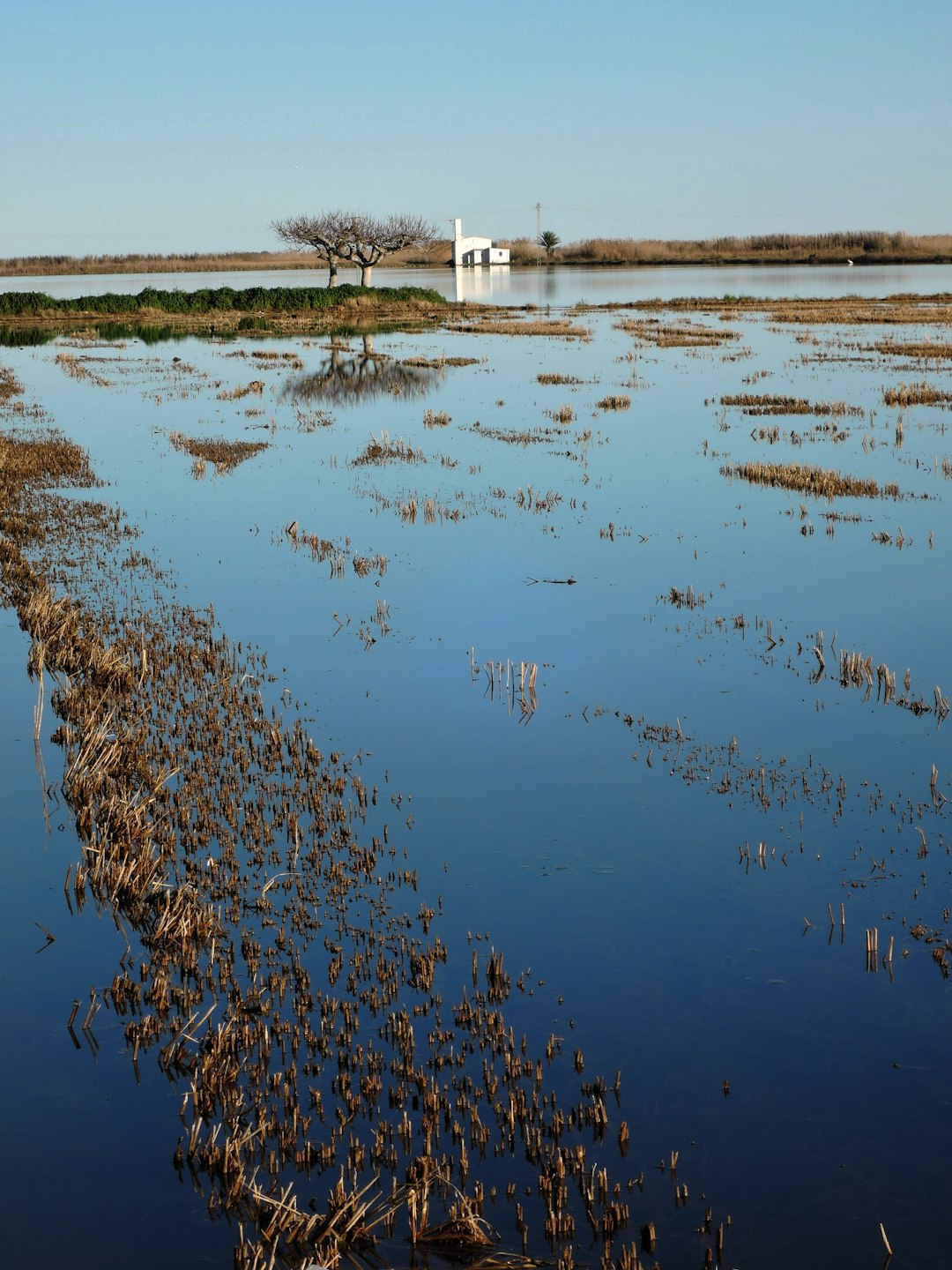 Kansas's Plains Panic (image credits: unsplash)