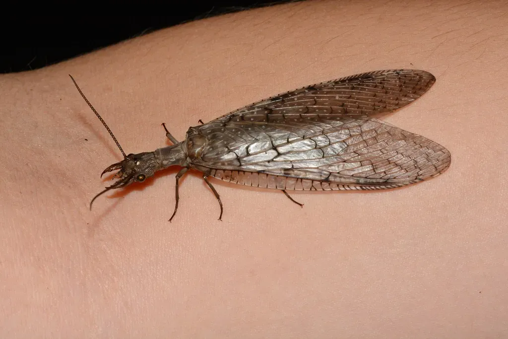 4. The Dobsonfly (Wildreturn, Flickr, CC BY 2.0)