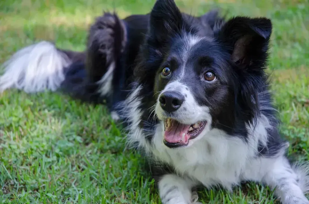 2. Border Collie (Image Credits: Unsplash)