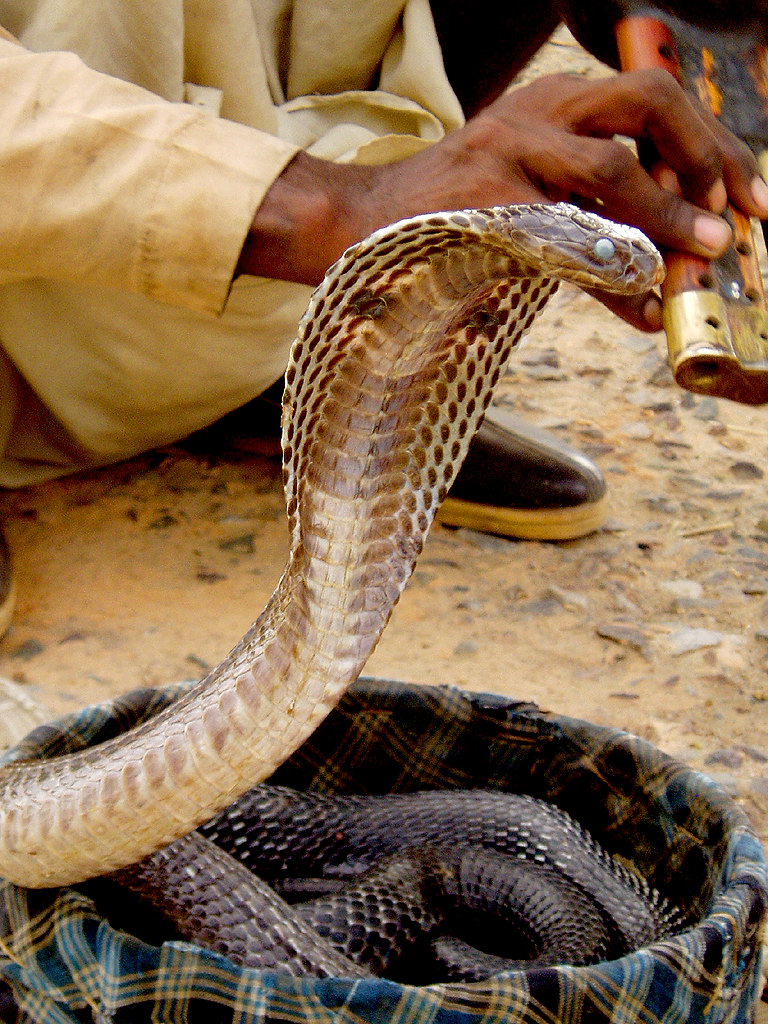 The Disgust Factor Behind Snake Fear (image credits: flickr)