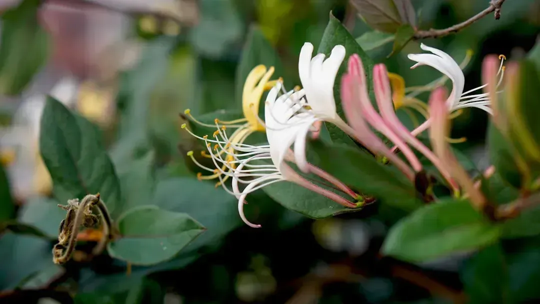 6. Japanese Honeysuckle (Lonicera japonica) (Image Credits: Unsplash)