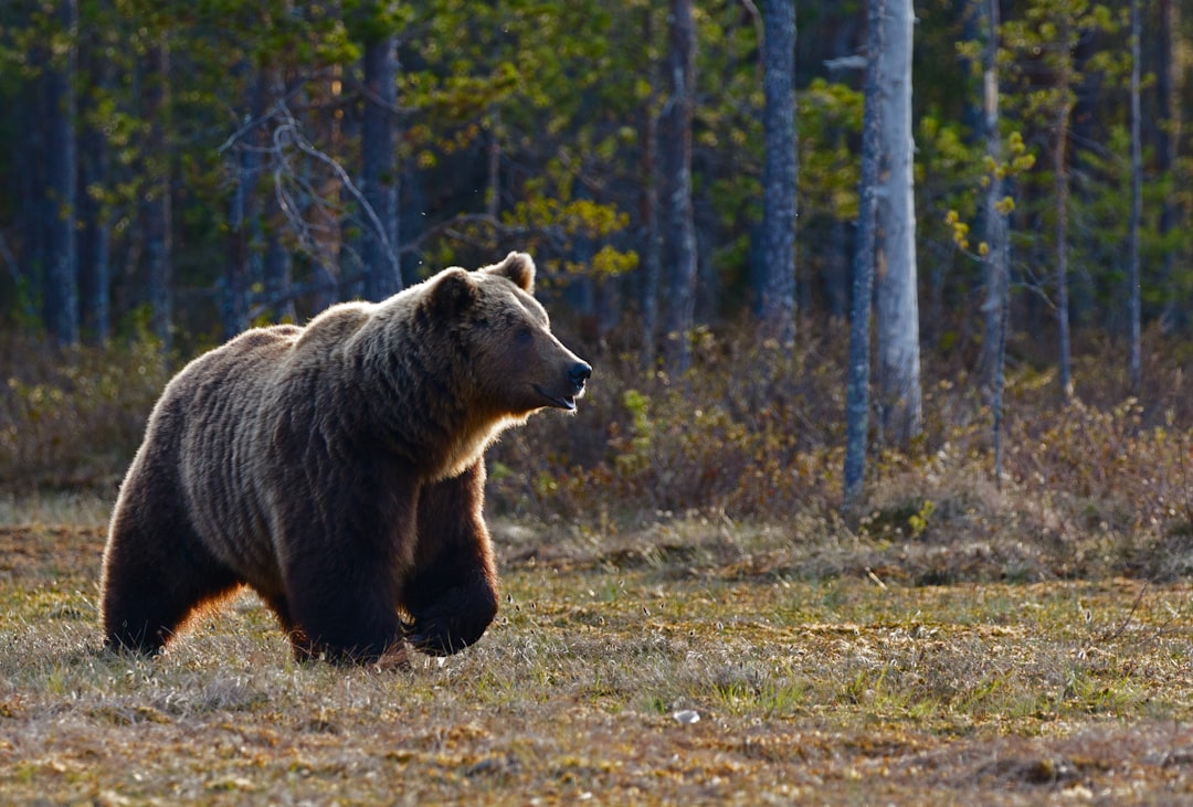 Grizzly Bears Avoid Human Territory (image credits: unsplash)