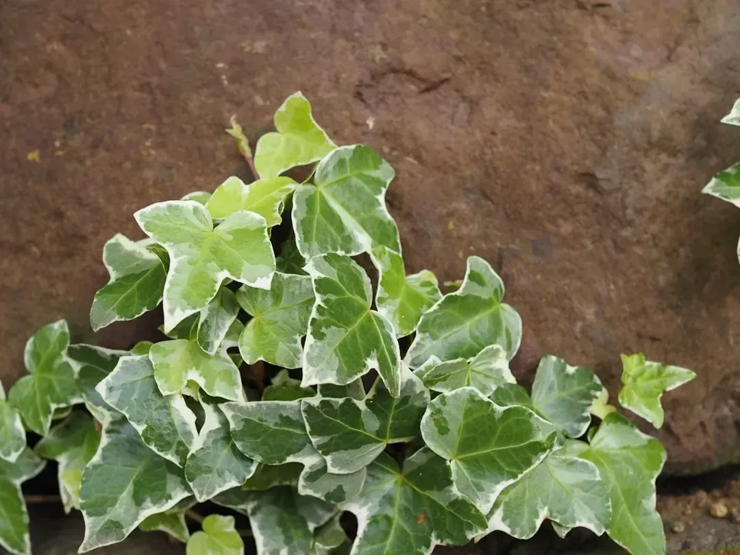 1. English Ivy (Hedera helix) (Image Credits: Unsplash)