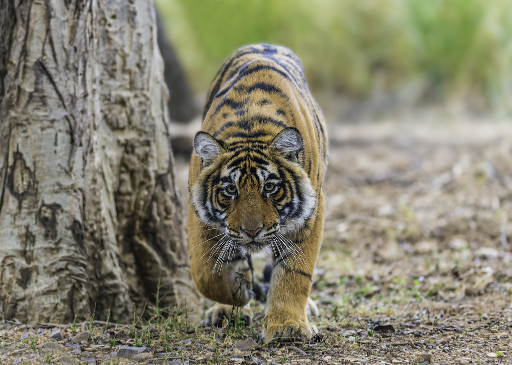 Tigers - The Ambush Predators Who Prefer Solitude (Image Credits: MISSING SOURCE)