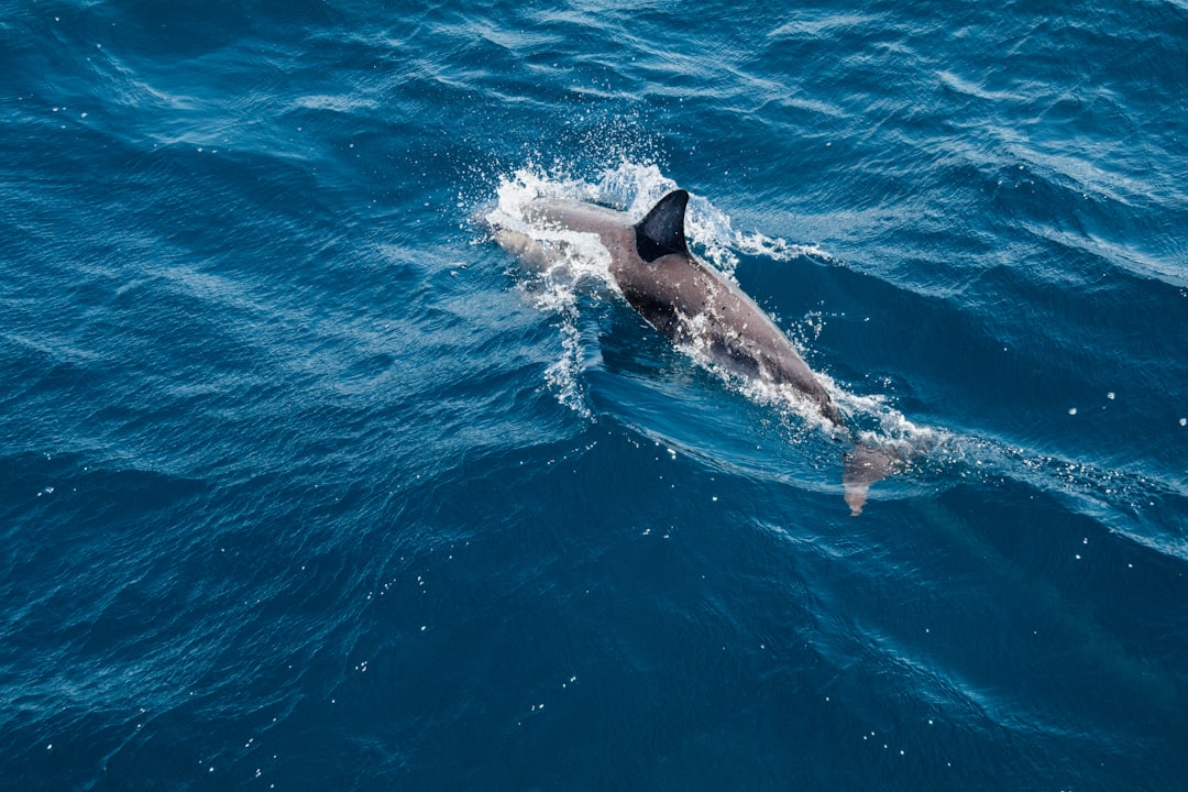 Sharks Have No Natural Predators (image credits: unsplash)