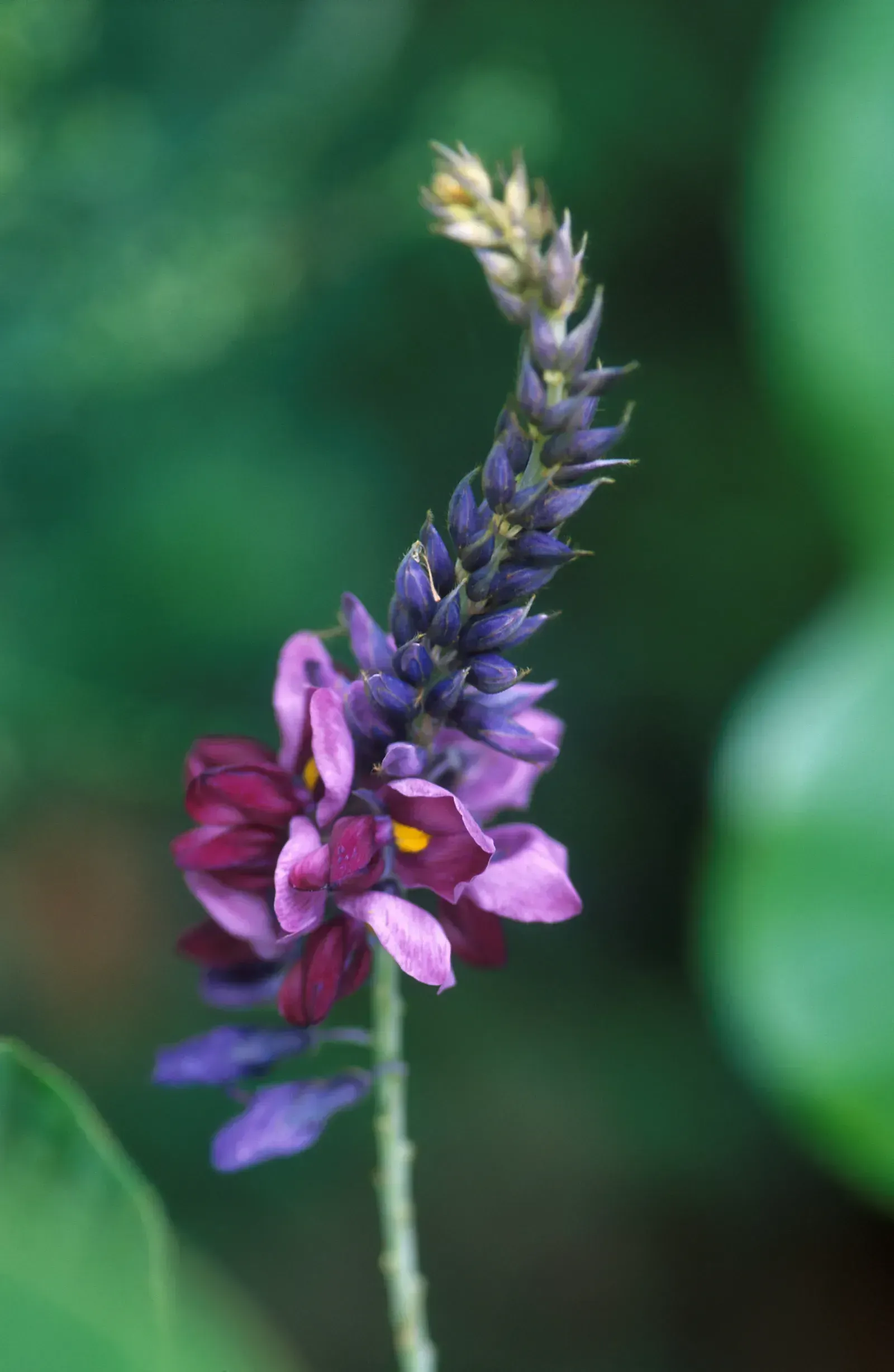 3. Kudzu (Pueraria montana) (Image Credits: This image was released by the Agricultural Research Service, the research agency of the United States Department of Agriculture, with the ID k9675-1 (next)., Public domain)