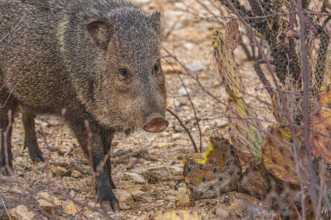 Javelinas - The Desert's Misunderstood Residents (Image Credits: MISSING SOURCE)