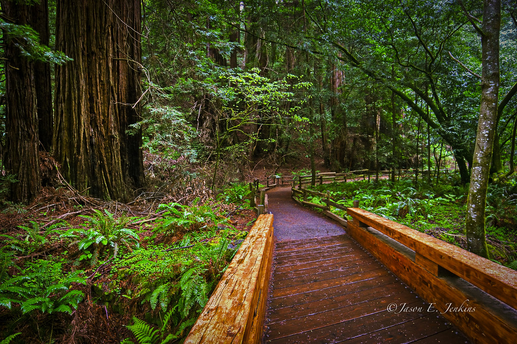 Engaging Your Senses Through Intentional Nature Observation (image credits: flickr)