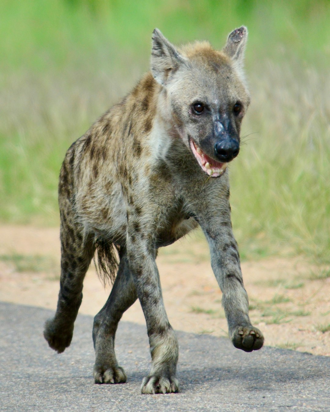 Hyena Laughs Hide Complex Social Intelligence (image credits: unsplash)