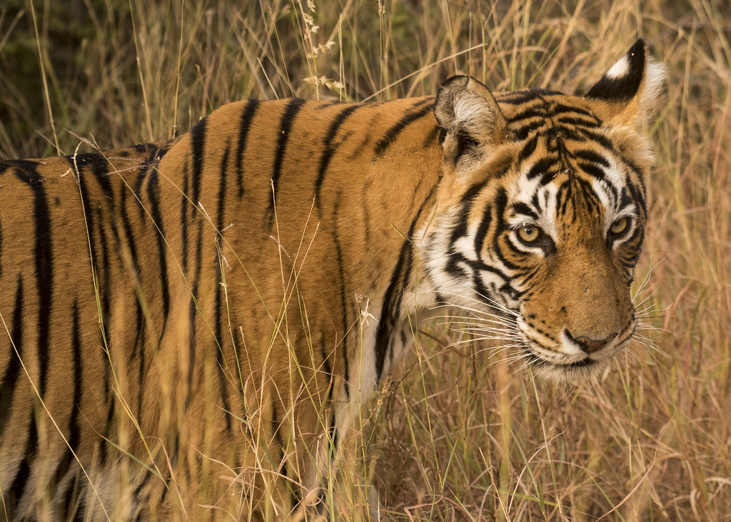 Humans as Super Predator (image credits: flickr)