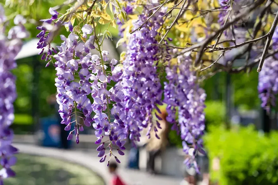 2. Chinese Wisteria (Wisteria sinensis) (Image Credits: Unsplash)