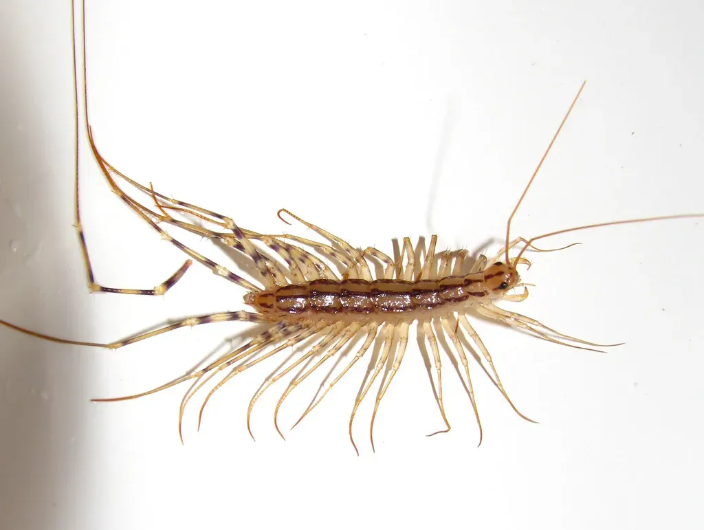 6. The House Centipede (Kerry Wixted, Flickr, CC BY 2.0)
