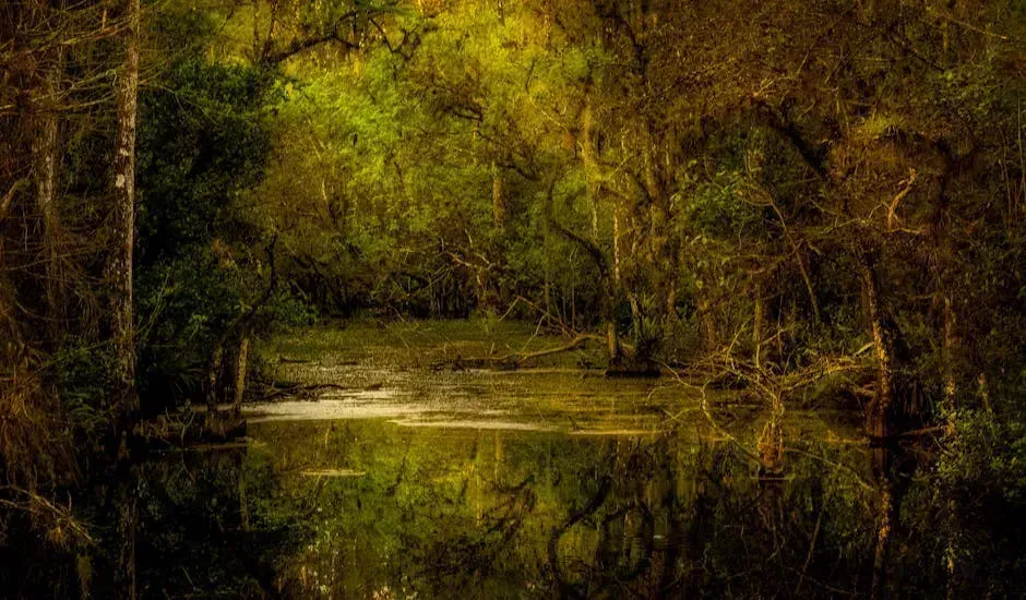 3. The NeverEnding Story's Swamp Scene (Image Credits: Pexels)