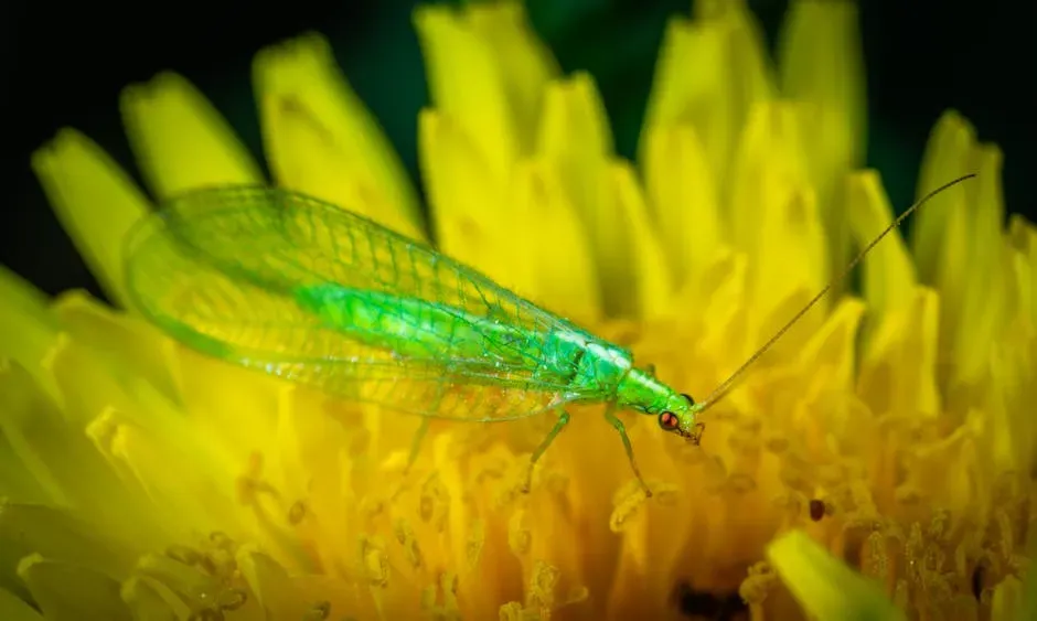 4. The Green Lacewing (Image Credits: Pexels)