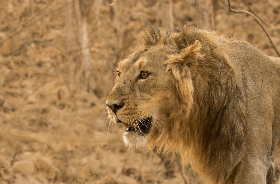 Asiatic Lions - Royalty Reduced to Remnants (image credits: unsplash)