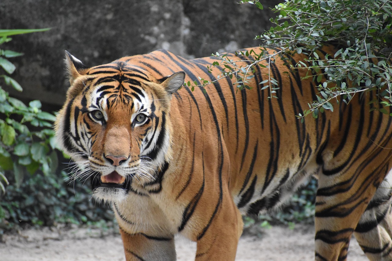 Tigers - The Vanishing Kings of the Jungle (image credits: pixabay)