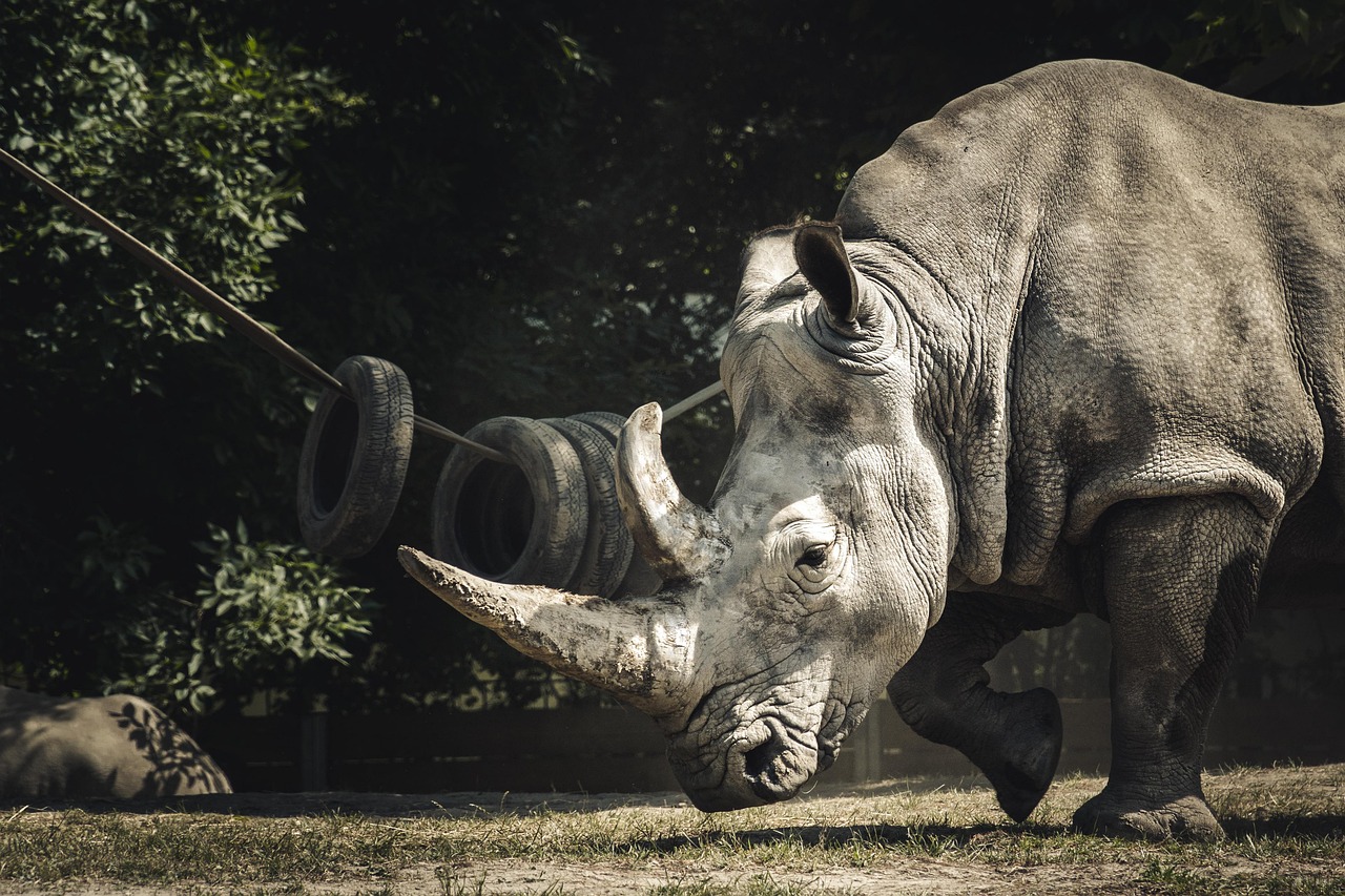 Sumatran Rhinos - Ancient Armor Against Modern Threats (image credits: pixabay)