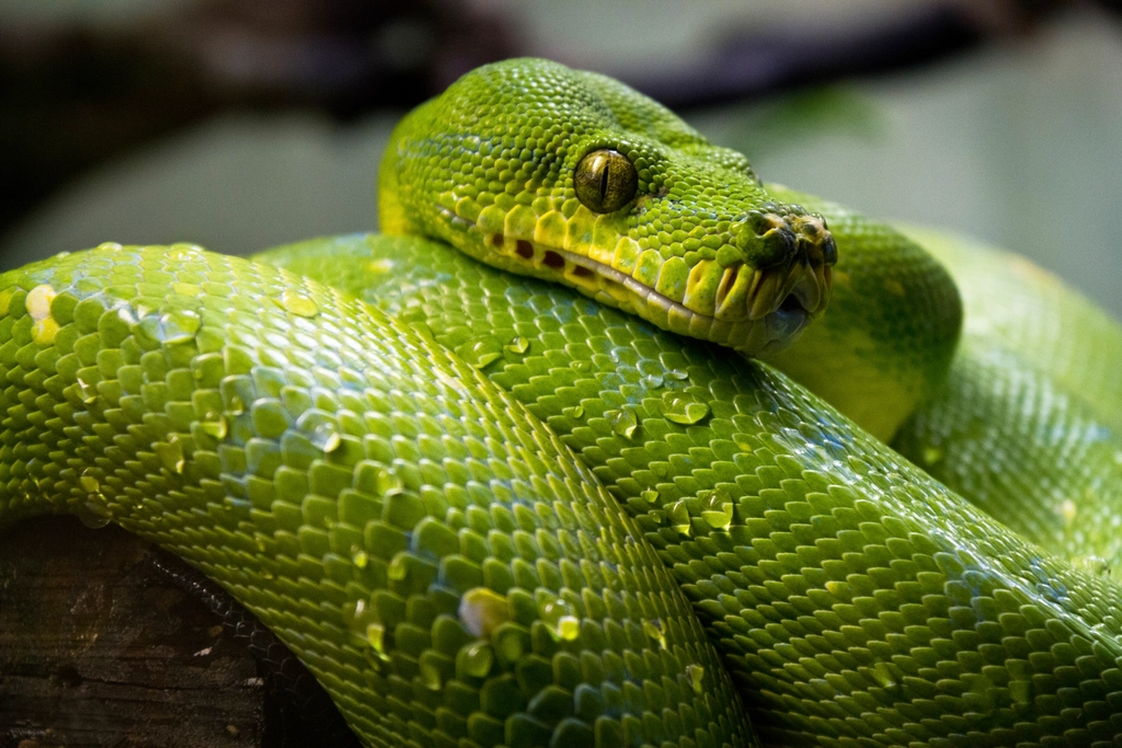 Brazil's Amazon Rainforest Harbors 420 Snake Species (image credits: rawpixel)