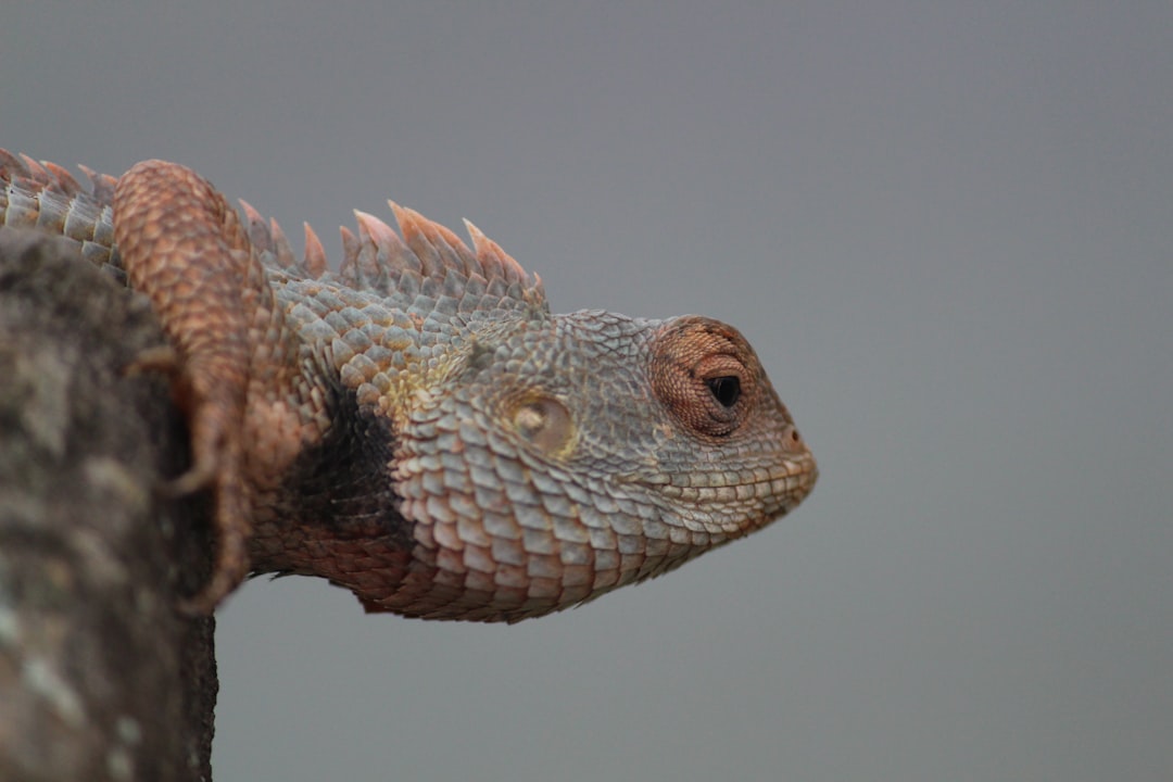 Protecting Sensitive Species (image credits: unsplash)