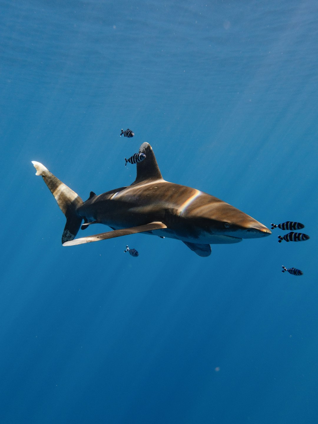 Sharks Actively Hunt Humans as Prey (image credits: unsplash)