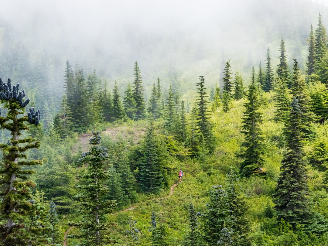 Acceptance and Commitment Therapy: A Growing Alternative (image credits: unsplash)